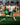#11 Weixelbraun im Spiel gegen Schalke 04