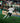 #20 Afrifa im Spiel gegen Schalke 04