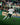 #20 Afrifa im Spiel gegen Schalke 04